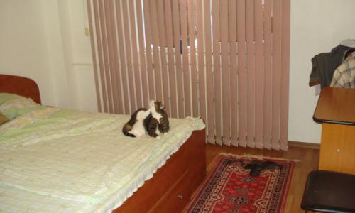 APARTAMNET 3 CAMERE, ET.1, STR CANTACUZINO ( PISICA ALBA ) , PLOIESTI ,62000 EURO