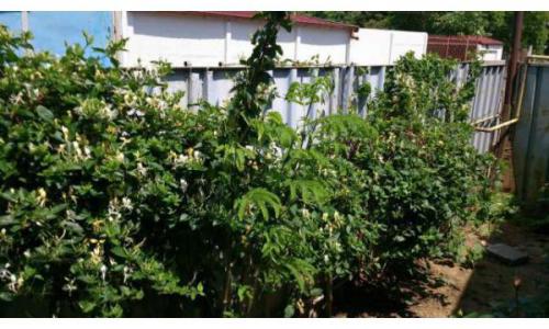 Locatie unica Teren 164mp +casa paianta 4 cam (baie pivnita pod anexe) 6 min mers pe jos de metrou Brancoveanu, Oraselul Copiilor & Tineretului, Mc Donalds, Oltenitei, Mega image, Billa, banci, statiile RATB si multe altele (vezi harta:intrarea Smaranda)
