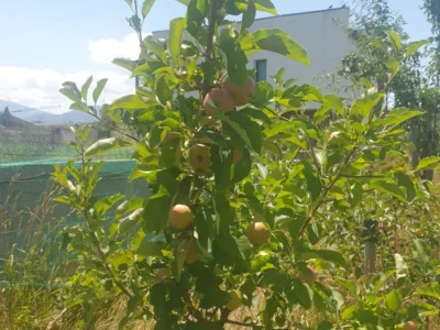 Case cuplate așa cum vrei tu